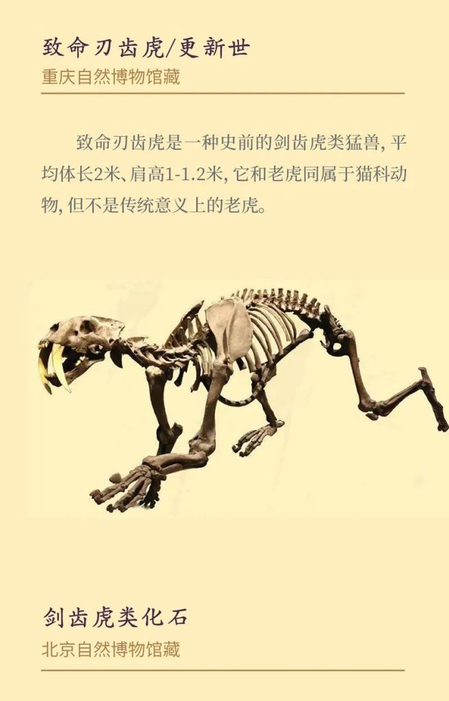 《虎虎生福——2022壬寅(虎年)新春生肖文物图片联展》线上展览第一期