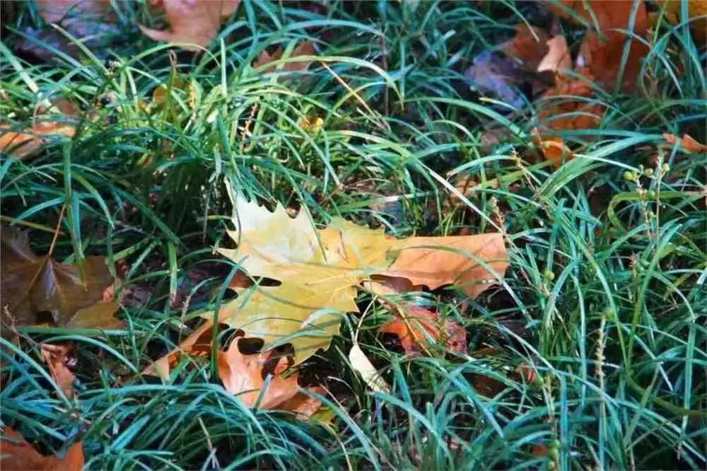 宝博微课堂|金文话节气——处暑