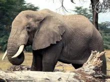 宝博微课堂:西周象尊