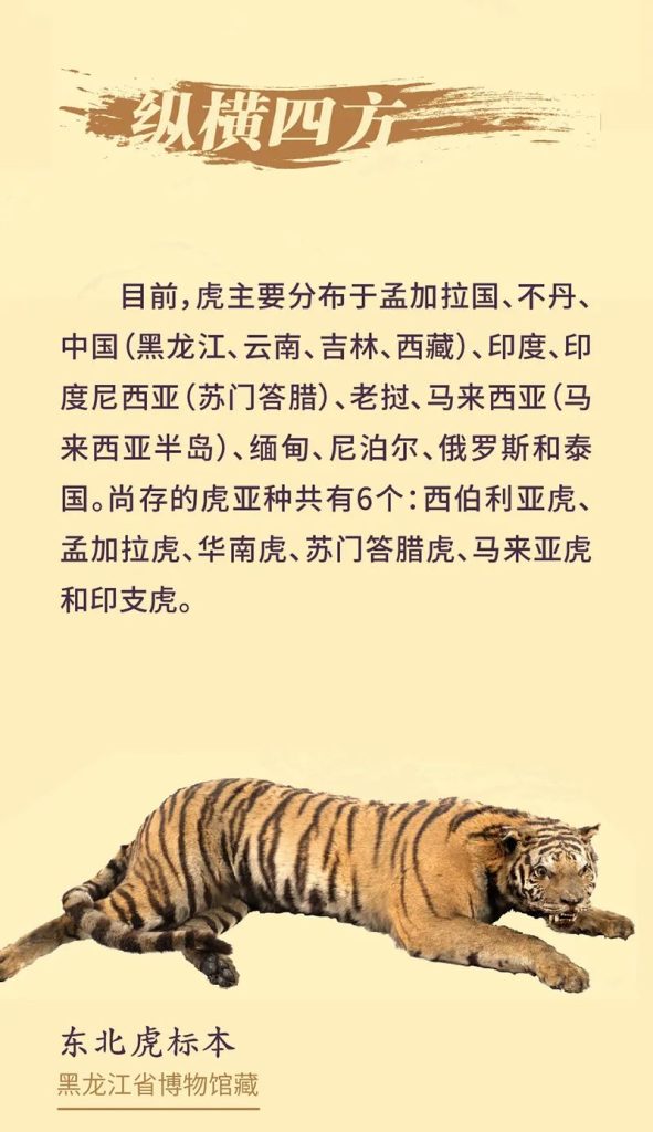 《虎虎生福——2022壬寅(虎年)新春生肖文物图片联展》线上展览第一期